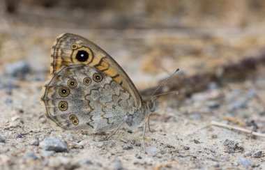 Kelebekler ve vahşi yaşam fotoğrafları