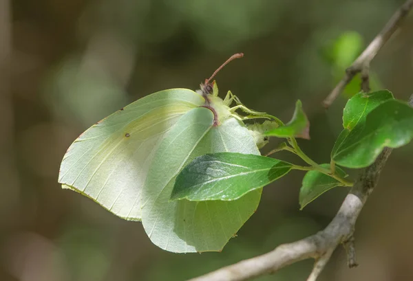 Kwiaty Motyle Życiu Naturalnym — Zdjęcie stockowe