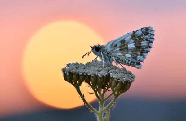 Tramonto Farfalla Fiore Foto — Foto Stock