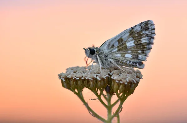 Tramonto Farfalla Fiore Foto — Foto Stock