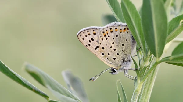 Motyle Zdjęcia Dzikich Zwierząt — Zdjęcie stockowe