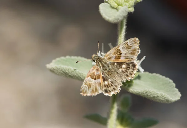 Pillangók Fotói Vadvilágból Természetből — Stock Fotó