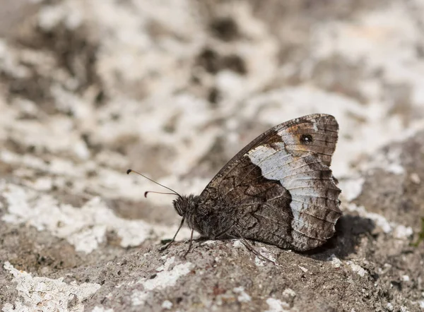 Kwiaty Motyl Życiu Naturalnym — Zdjęcie stockowe