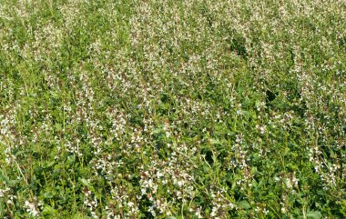 Salata yapımında kullanılan yeşil bitkiler. Tarlada büyüyen roket fabrikası çiçek açtı..