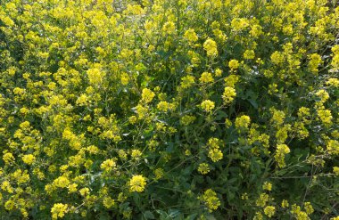 Şifalı bitkiler, şifalı bitkiler.