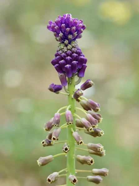 Αγριολούλουδα Φαρμακευτικά Φυτά Αρωματικά Λουλούδια Και Υάκινθος Φωτογραφίες — Φωτογραφία Αρχείου