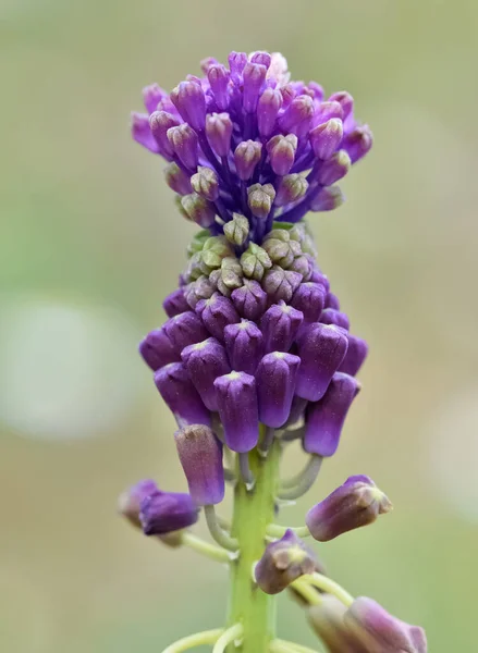 Fleurs Sauvages Plantes Médicinales Fleurs Aromatiques Jacinthes Photos — Photo