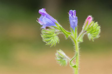 Huzurlu çiçekler ve doğal çevre