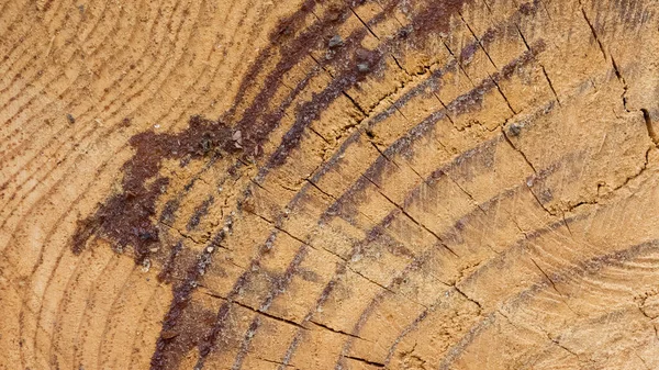 Tocones Árboles Interesantes Patrones Superficie Del Árbol Fotos — Foto de Stock