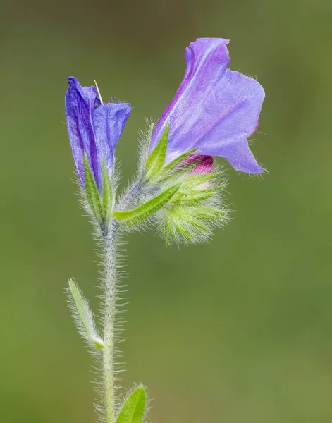 Klidné Květiny Přírodní Prostředí Přírodě — Stock fotografie