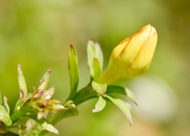 Bahçe çiçekleri, sarı çiçekli yasemin.