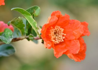 Meyve ağaçları, kırmızı çiçekli nar ağaçları.