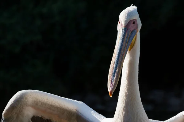 Fotos Des Pelikans Der Versucht Sich Selbst Aufzuräumen — Stockfoto
