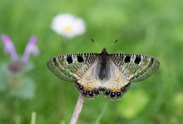 Photos Flowers Butterflies Natural Life — Stock Photo, Image