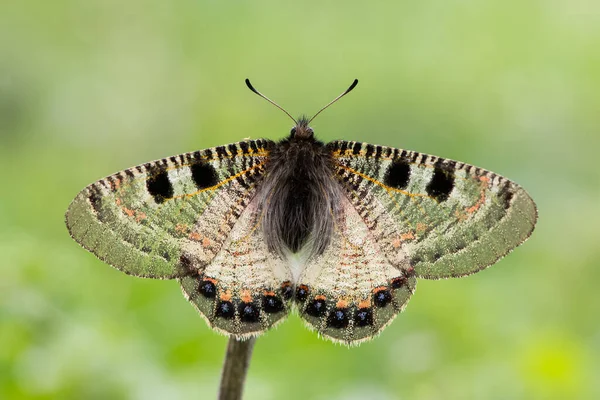 Fotos Von Blumen Und Schmetterlingen Natürlichen Leben — Stockfoto