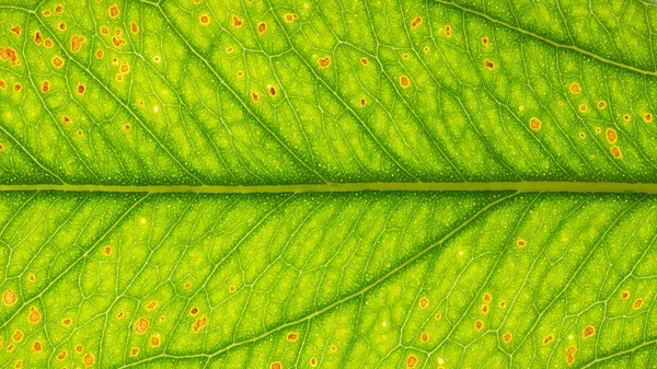 Tree Leaf Surface Photo Background — Stock Photo, Image