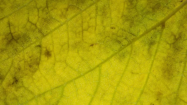 背景の木の葉の表面写真 — ストック写真