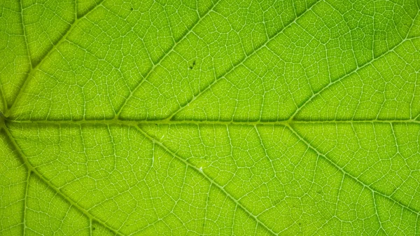 Tree Leaf Surface Photo Background — Stock Photo, Image