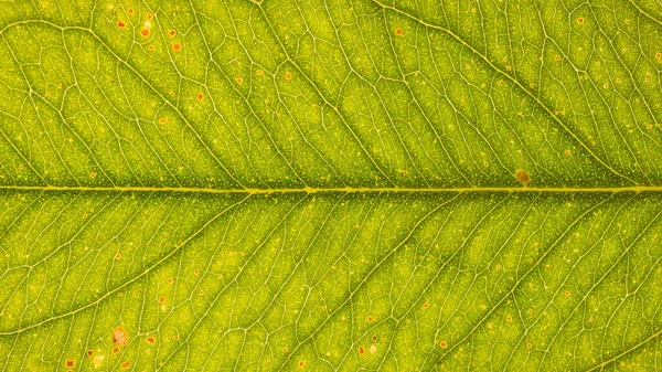 배경을 나뭇잎 — 스톡 사진