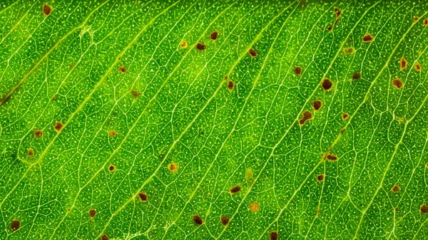 Árbol Hoja Superficie Foto Para Fondo — Foto de Stock