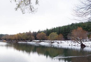 Kışın ve karlı ormanın fotoğrafları