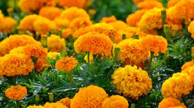 Huzurlu çiçekler ve doğal çevre