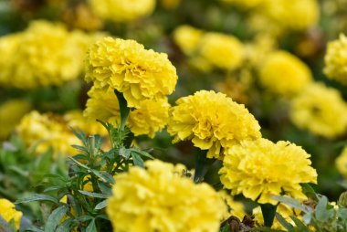 Huzurlu çiçekler ve doğal çevre