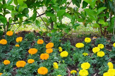 Huzurlu çiçekler ve doğal çevre