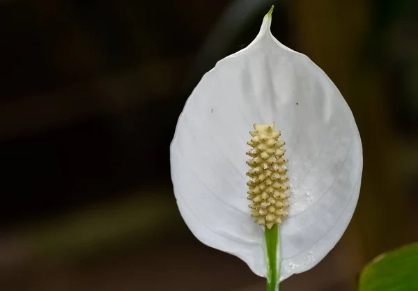 Verschillende Tropische Bloemen Witte Zaal Bloemen — Stockfoto