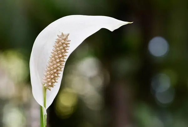 Verschillende Tropische Bloemen Witte Zaal Bloemen — Stockfoto