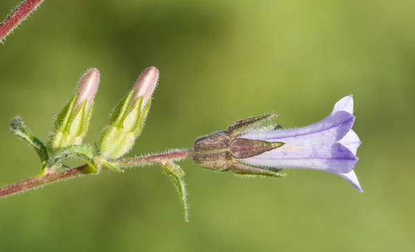 Klidné Květiny Přírodní Prostředí Přírodě — Stock fotografie