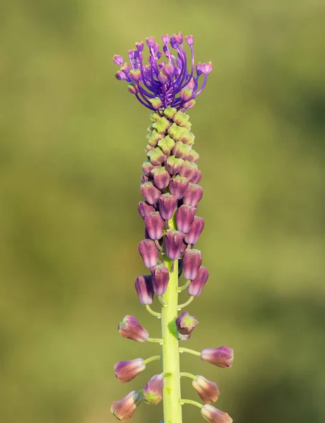 Fotos Flores Silvestres Plantas Medicinais Flores Aromáticas Jacintos — Fotografia de Stock