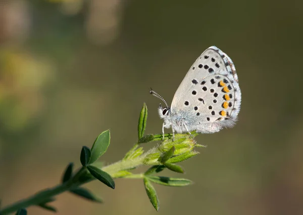 Petits Animaux Faune Diverses Photos Papillons — Photo
