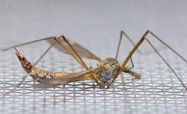 Virüsü taşıyan küçük vahşi hayvanlar