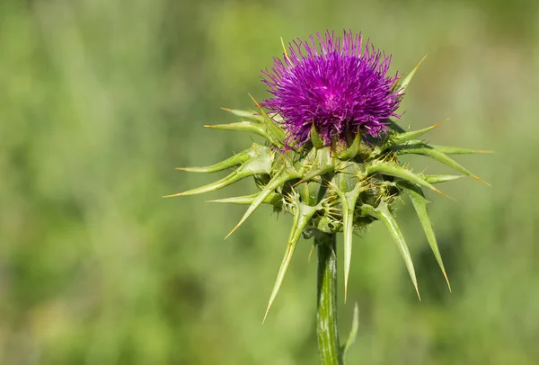 natural thorns and gorgeous thorn photos