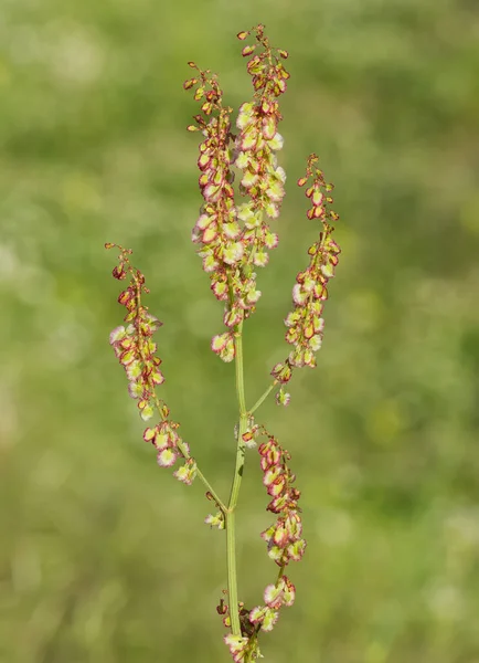 Wildpflanzen Wildpflanzensamen — Stockfoto