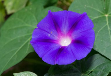 Huzurlu çiçekler ve doğal çevre