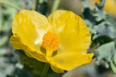 arkaplan için çeşitli çiçek fotoğrafları.