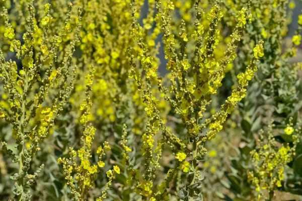 Peaceful Flowers Natural Environment Nature — Stock Photo, Image