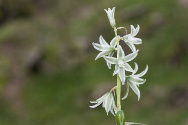 Çeşitli yabani bitkilerin ve kır çiçeklerinin fotoğrafları