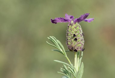 Doğada kendiliğinden büyüyen tıbbi bitkiler.