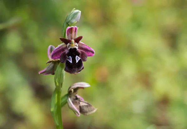 Photos Diverses Plantes Sauvages Fleurs Sauvages — Photo