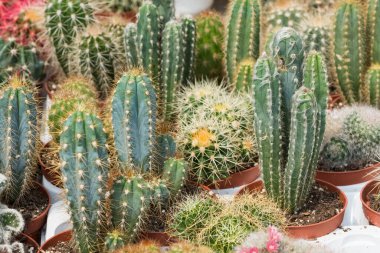 Dikenli saksı bitkileri, çöl bitkileri, çeşitli kaktüsler.