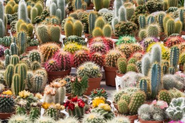 Dikenli saksı bitkileri, çöl bitkileri, çeşitli kaktüsler.