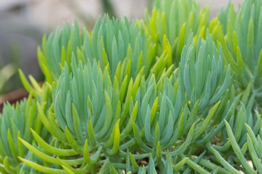 Tropik saksı bitkileri ve çeşitli sulu fotoğraflar.