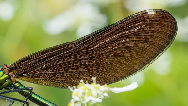 Insectos Naturaleza Libélula Salvaje Fotos — Foto de Stock