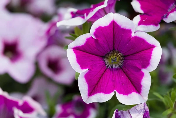 Varias Fotos Coloridas Flores Jardín — Foto de Stock