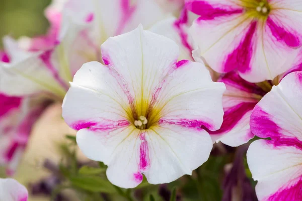 Różne Kolorowe Kwiaty Ogrodowe Zdjęcia — Zdjęcie stockowe