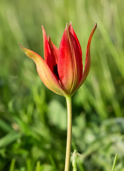 Anémone Vie Dans Nature — Photo