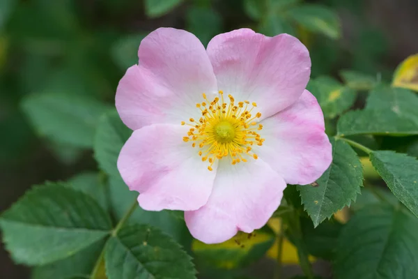 Wilde Pflanzen Wilde Blumen Natürliche Blumen Fotos — Stockfoto